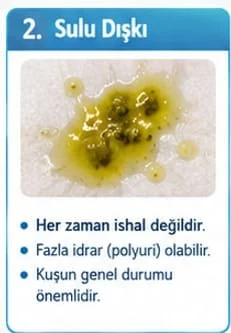 💧 Muhabbet kuşunun dışkısı neden sulu olur?