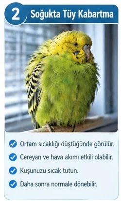 Muhabbet Kuşu Soğukta Neden Tüylerini Kabartır?