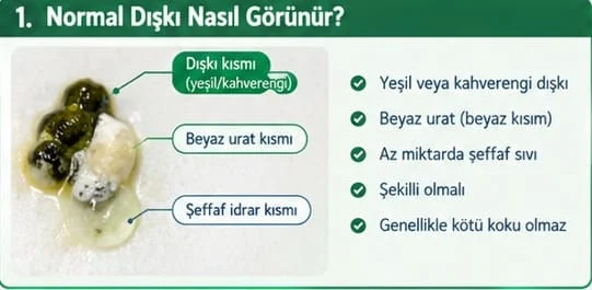 Muhabbet kuşunun normal dışkısı nasıl görünür?
