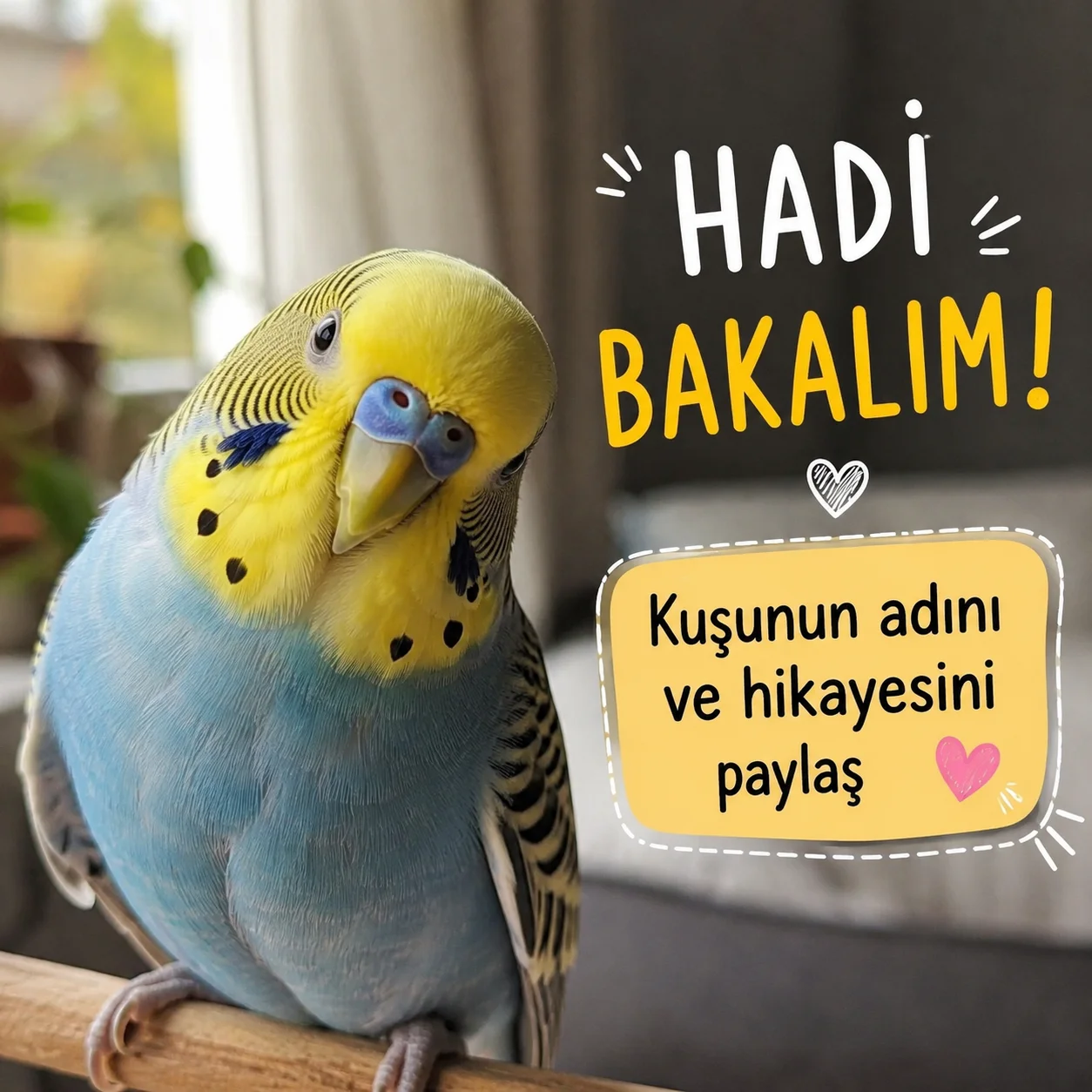 🦜 HADİ BAKALIM, SIRA SİZDE! ❤️