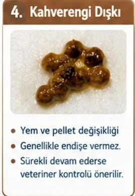 🟤 Muhabbet kuşunun dışkısı neden kahverengi olur?