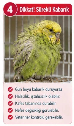 Muhabbet Kuşu Gün Boyunca Sürekli Kabarık Duruyorsa Ne Anlama Gelir?