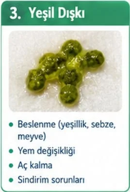 🟢 Muhabbet kuşunun dışkısı neden yeşil olur?